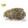 Image 2 : Vintage Chinese Brown Jade Cabbage