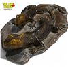 Image 2 : Vintage Soapstone Carved Lizards