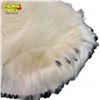 Image 8 : Large 6Ft Polar Bear Skin Rug, With Papers