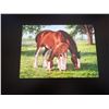 Image 1 : Imagimex Greeting Cards Horse and Colt Sku