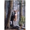 Image 1 : Imagimex Greeting Cards Deer in Clearing Sku