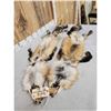 Image 7 : 2 Ranch Fox Soft Tanned Furs Taxidermy