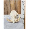Image 1 : African Warthog Skull Taxidermy