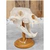 Image 3 : Big Black Bear Skull On Stand Taxidermy