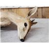 Image 6 : African Duiker Full Body Taxidermy Mount