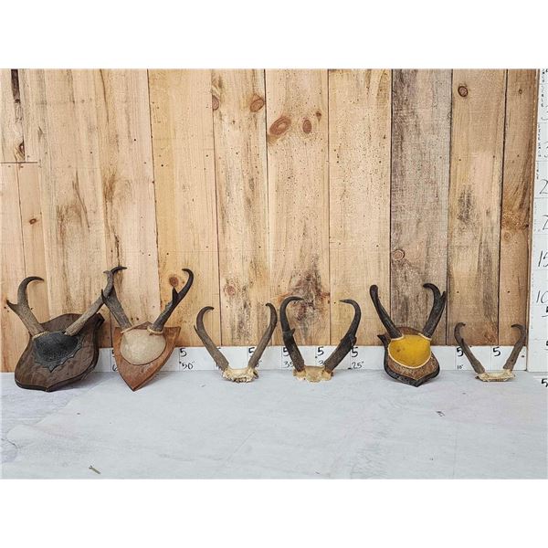 6 Sets Of Pronghorn Antelope Horns Taxidermy