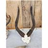 Image 2 : African Horns & Skulls Lot