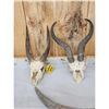 Image 3 : African Horns & Skulls Lot