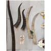 Image 4 : African Horns & Skulls Lot