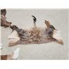 Image 3 : 4 Tanned African Back Hides Taxidermy