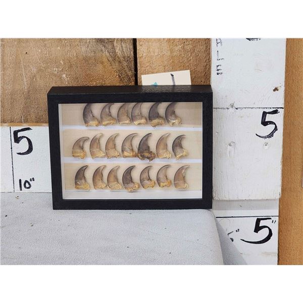 20 Black Bear Claws Taxidermy