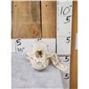 Image 1 : Black Bear Skull Taxidermy