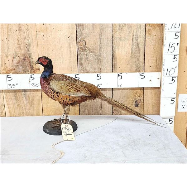 Vintage Pheasant Full Body Bird Taxidermy