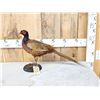 Image 1 : Vintage Pheasant Full Body Bird Taxidermy