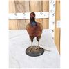 Image 3 : Vintage Pheasant Full Body Bird Taxidermy