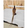 Image 5 : Vintage Pheasant Full Body Bird Taxidermy