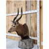 Image 2 : African Nyala Table Top Pedestal Taxidermy Mount