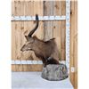 Image 5 : African Nyala Table Top Pedestal Taxidermy Mount