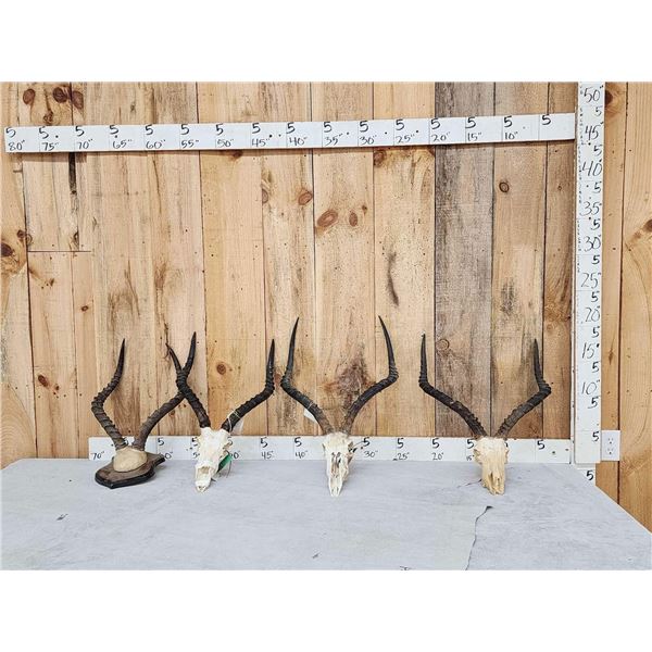 4 Sets Of African Impala Horns On Skulls & Plaque