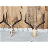 Image 2 : 4 Sets Of African Impala Horns On Skulls & Plaque