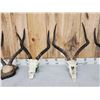 Image 3 : 4 Sets Of African Impala Horns On Skulls & Plaque