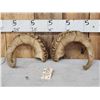 Image 1 : Pair Of Alaskan Dall Sheep Horns Taxidermy