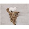 Image 3 : Weasel On Driftwood Taxidermy Mount