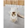 Image 3 : Black Bear Skull Taxidermy