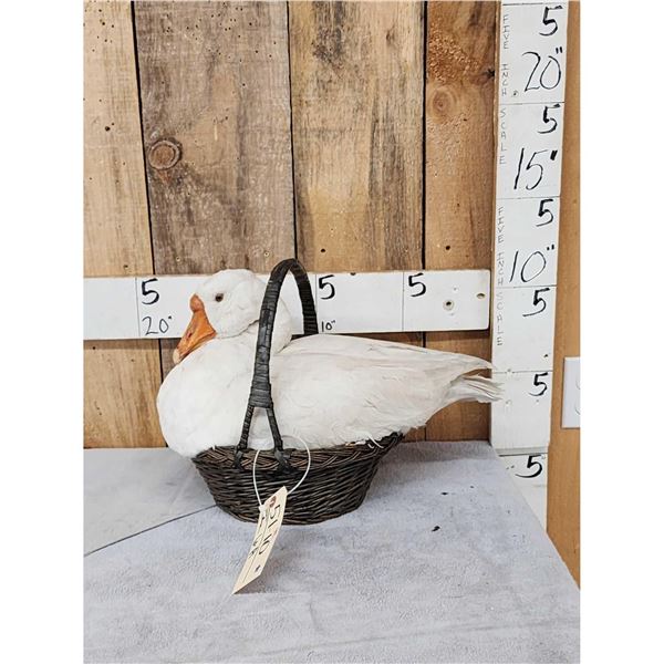 White Chinese Goose In A Basket Full Body Bird Taxidermy