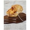 Image 4 : Vervet Monkey Skull On Plaque Taxidermy