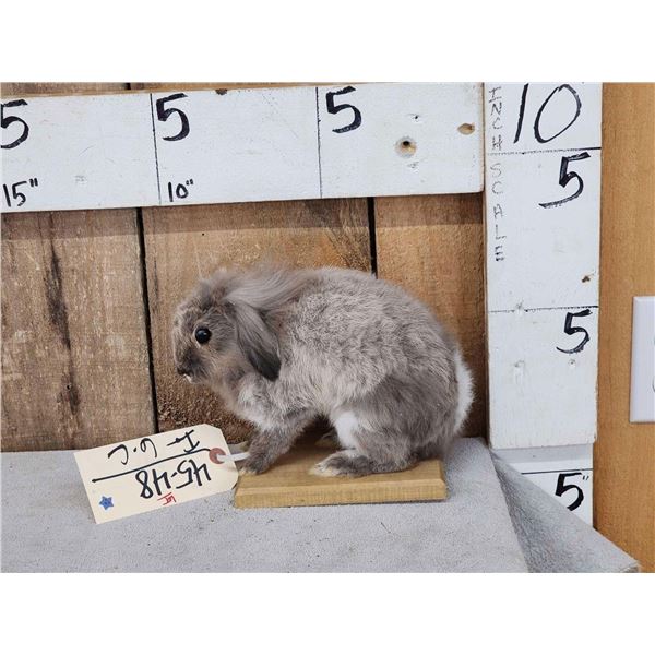 Harlequin Bunny Rabbit Full Body Taxidermy Mount