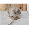 Image 3 : Harlequin Bunny Rabbit Full Body Taxidermy Mount