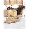 Image 2 : Fox Squirrel Full Body Taxidermy Mount