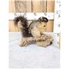 Image 4 : Fox Squirrel Full Body Taxidermy Mount
