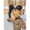 Image 5 : Fox Squirrel Full Body Taxidermy Mount