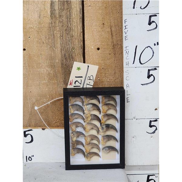 20 Bkack Bear Claws Taxidermy