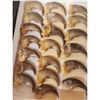 Image 3 : 20 Bkack Bear Claws Taxidermy