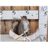Image 1 : Squirrel In A Birch Bark Canoe Taxidermy