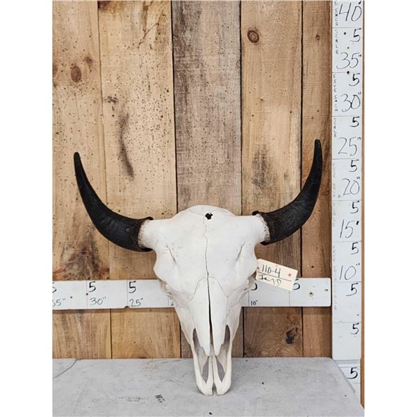 American Bison Buffalo Skull Taxidermy