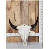 Image 1 : American Bison Buffalo Skull Taxidermy