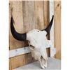 Image 2 : American Bison Buffalo Skull Taxidermy