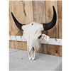Image 3 : American Bison Buffalo Skull Taxidermy