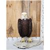 Image 1 : 100% Reproduction Bald Eagle Full Body Bird Taxidermy