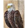 Image 3 : 100% Reproduction Bald Eagle Full Body Bird Taxidermy