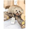 Image 3 : Vintage Cinnamon Phase Raccoon Full Body Taxidermy Mount