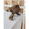 Image 4 : Vintage Cinnamon Phase Raccoon Full Body Taxidermy Mount