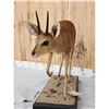 Image 3 : African Duiker Full Body Taxidermy Mount