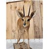 Image 4 : African Duiker Full Body Taxidermy Mount