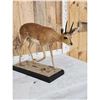 Image 5 : African Duiker Full Body Taxidermy Mount