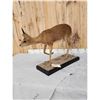 Image 6 : African Duiker Full Body Taxidermy Mount